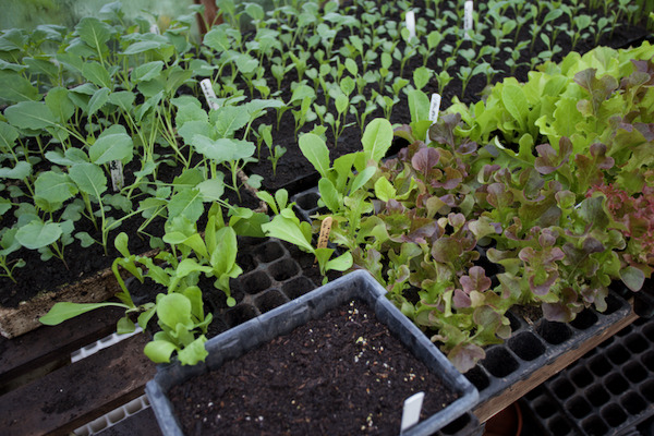 Propagation of Kale sown 3 days earlier, chicory, lettuce, savoy cabbage