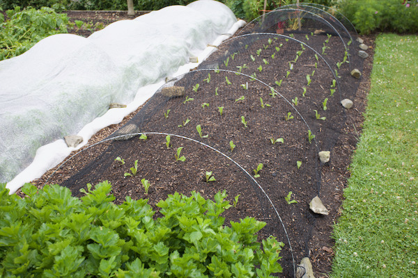 new planting of chicory sown 9th June, 3 week old plants at transplant