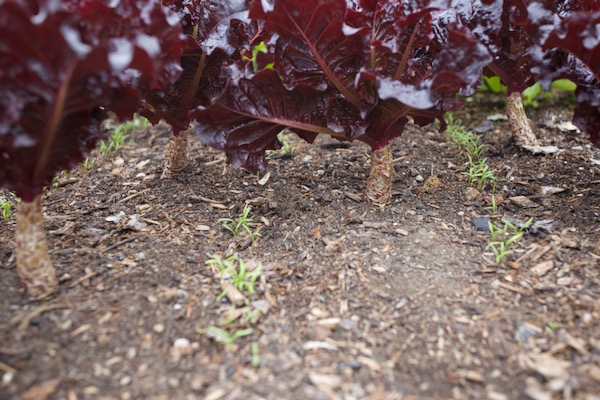 Carrots intersown between Tesy lettuce 11 days earlier