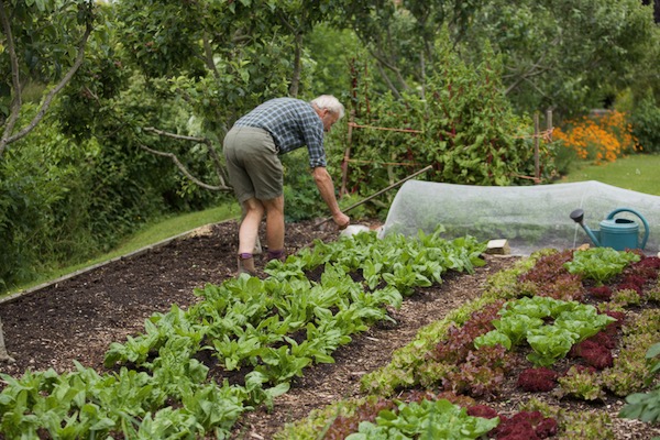 On 6th June I intersowed parsnips between spinach which would finish two weeks later