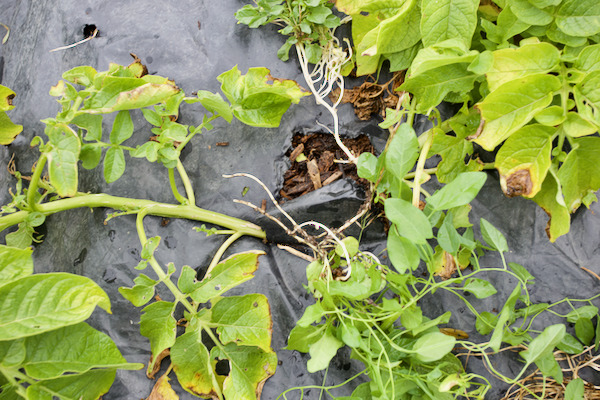 Linzer Delikatess potatoes are ready