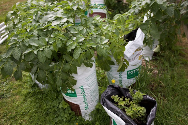 Trial of composts in sacks includes mushroom compost left, soil right and horse manure showing contamination with pyralid weedkiller, eaten by the horses