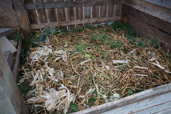 All of the rusty leaves from garlic go into the compost heap along with all other diseased leaves, including late blight if there is any later on