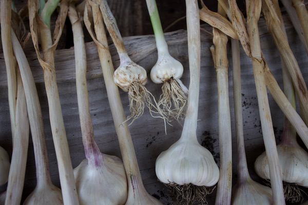 A difficult year for rust with garlic outside suffering much more and therefore smaller than October plantings under cover