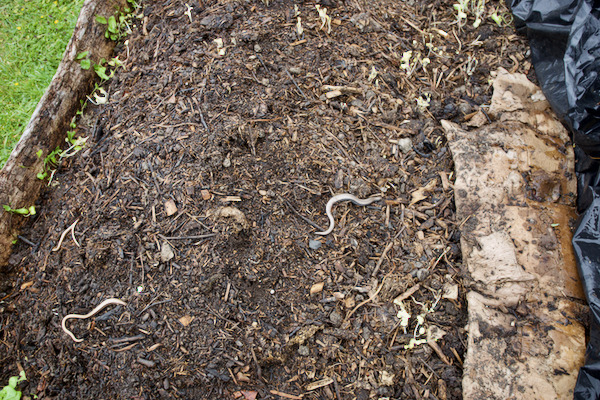 I have started a wormery and feed them with half finished compost, always covered with black plastic and whenever I pull it back, there are a few slow worms
