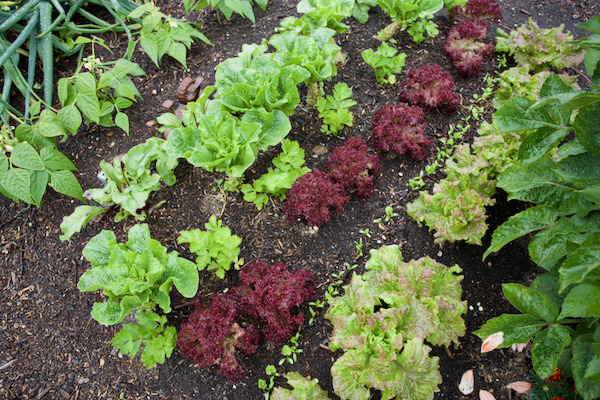 From right parsnips intersown and celery interplanted between lettuce, French bean was between fennel and beetroot near onions