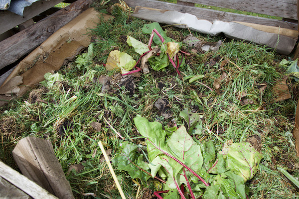 Compost heap ingredients include perennial weed roots, many from bindweed are here and they decay even without heat