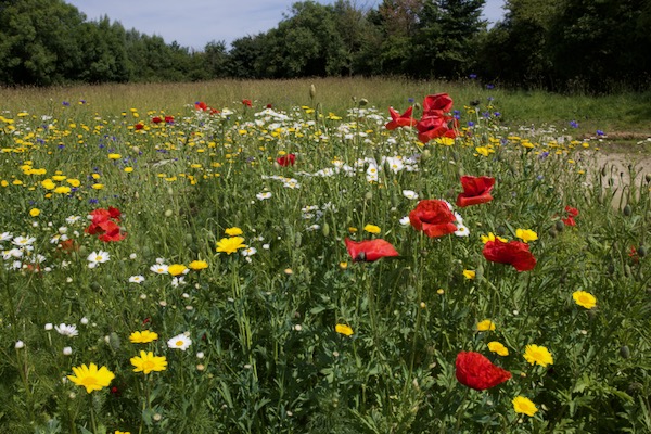 Wildflowers by the pond are looking gorgeous, sown February on soil & clay recently excavated