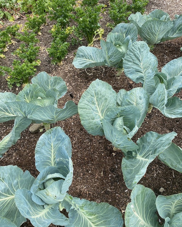 After deleafing, I removed a whole barrowful of leaves