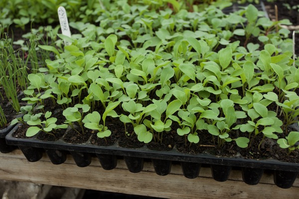August 2021, salad rocket sown 2-3 seeds per cell, 20 days earlier