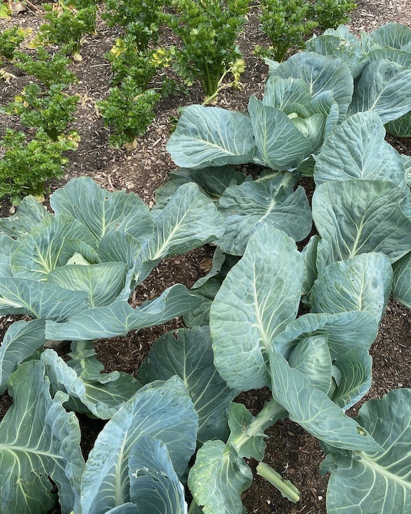 Before deleafing cabbage 25th July, Brigadier F1 sown April, I removed a whole barrowful of leaves