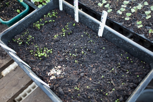 I sow seeds for single vegetables such as chicory, endive and Chinese cabbage, in trays to prick out as two-leaf (small) seedlings
