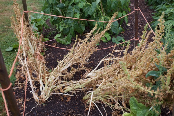Spinach plants seeding and ready to pull, around six here for cross pollination