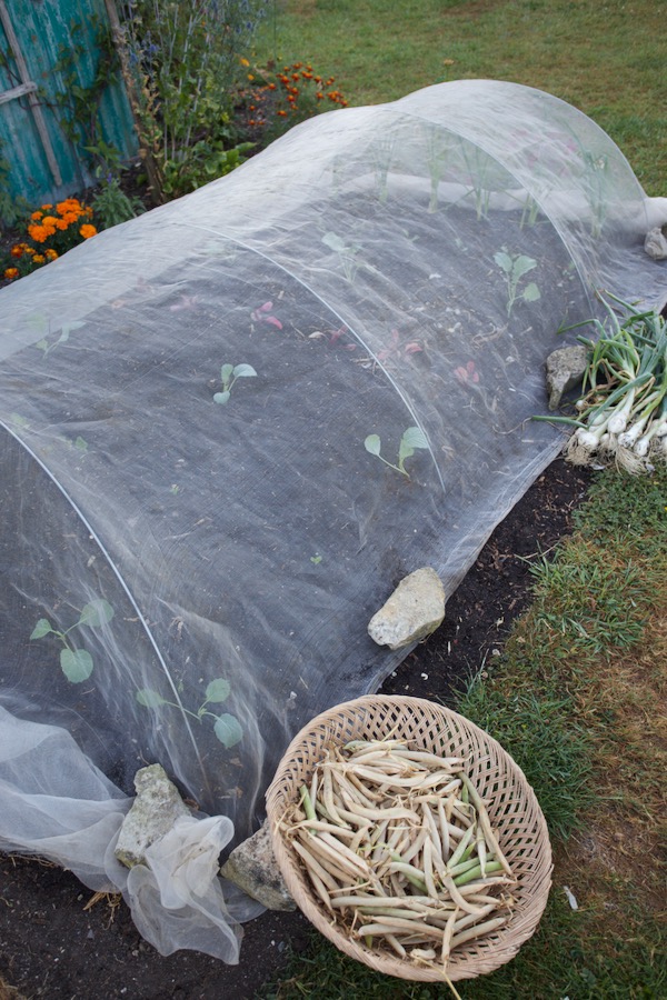 Pea seed harvested then second plantings with mesh cover