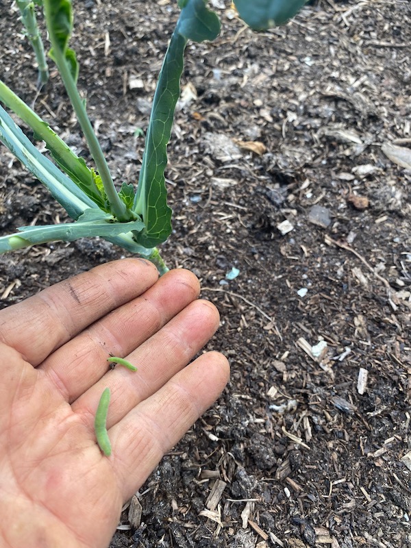 Green caterpillar of the small white butterflies - I find these do more damage than the black and yellow ones
