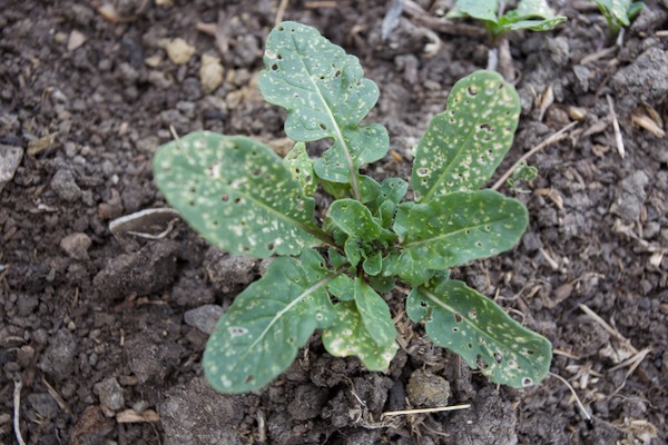 Why I don't sow salad rocket before August, this is flea beetle on self-sown salad rocket in late July