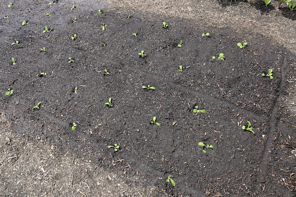 Last year on 13th August this shows the size of Chinese cabbage transplants we put in, after celery