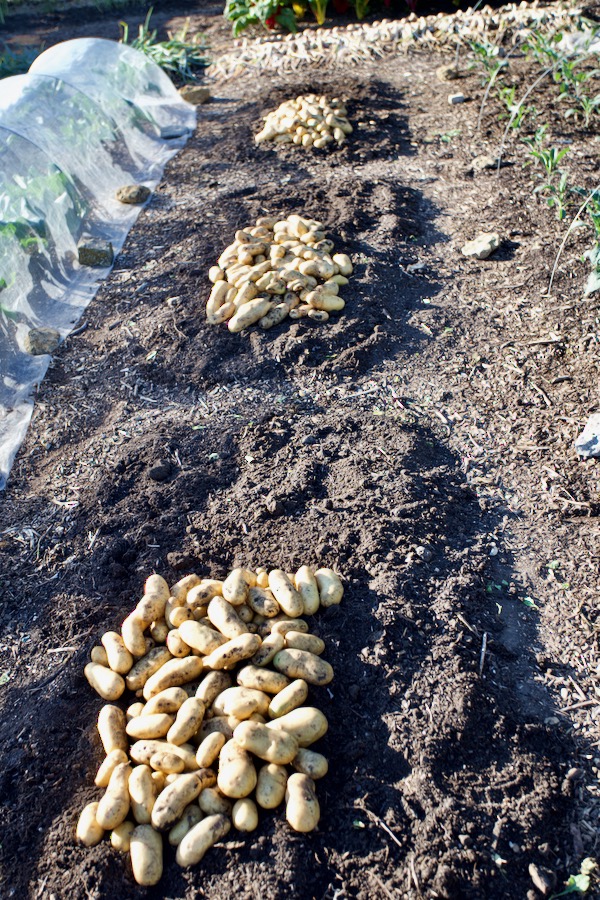 No dig no rotation potato harvest in year 8 was 58kg, these now in sacks to store