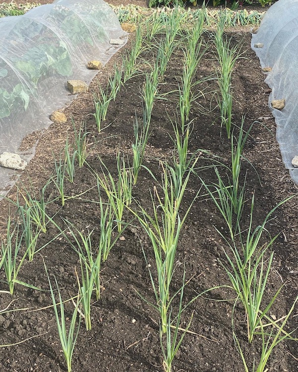 After thoroughly watering the bed, we transplanted leeks which are three months old, Philomene multisown then potted on
