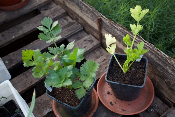 Celery in two pots of Sylvagrow: on left is 'multipurpose with no green waste', on right is 'multipurpose with John Innes', and the texture is woody