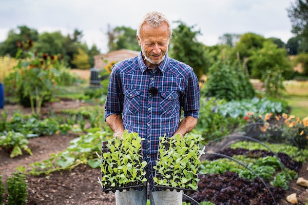 With chicories in Moorland Gold including peat right, own mix left