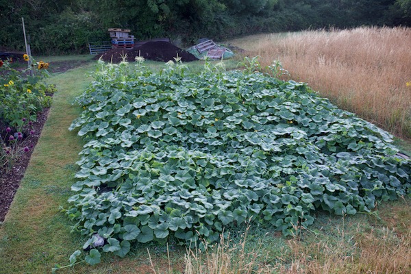 The joy of no dig, squash plants growing in soil which was weedy pasture five months earlier, 7cm compost and a sheet of black plastic against bindweed. Has needed no watering and almost no time since May.