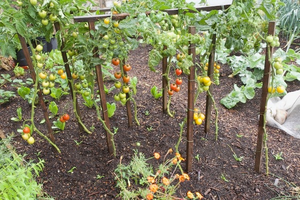 Tomatoes outside in the small garden 16th August with spinach and coriander interplanted