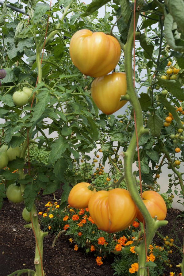 These Sonnenherz / golden or yellow oxheart crop beautifully plus taste amazing, with dense flesh