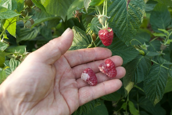 Big heat and raspberries were scorched by sunshine.