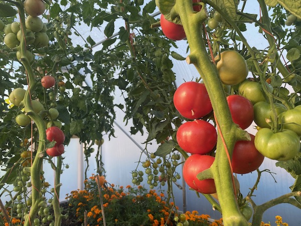 Berner Rose tomatoes are ripening fast in a polytunnel