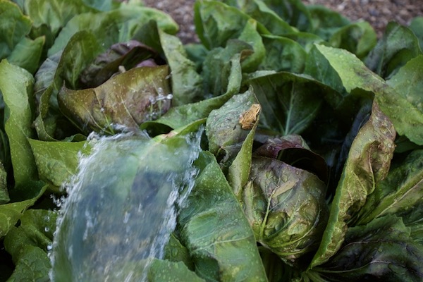 Baby frogs enjoyed the watering of chicory, they just sat in the flow of water