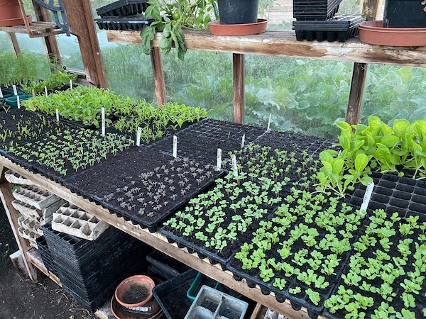 You can raising a lot of seedlings like these spinach, rocket, and mustards