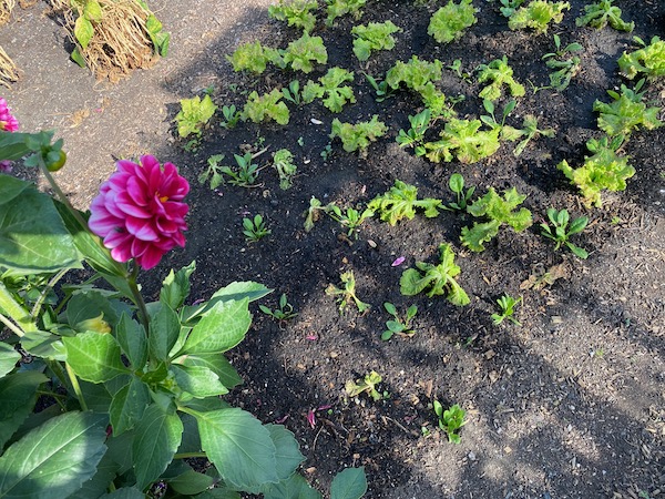Damage from root aphid is worst near the large and thirsty dahlia plants, from lack of moisture