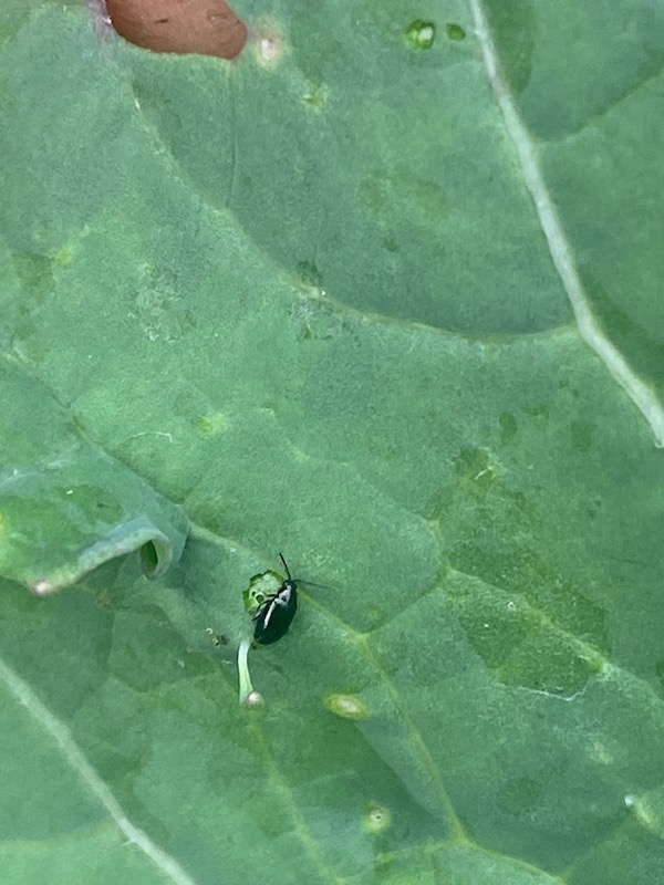 Flea beetles are very small and you don't always see them, this is a close-up photograph on a leaf of swede/rutabaga