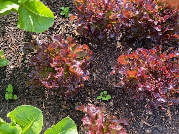 Multisown turnips, six days after we interplanted them between the lettuce which are picked every week since mid July