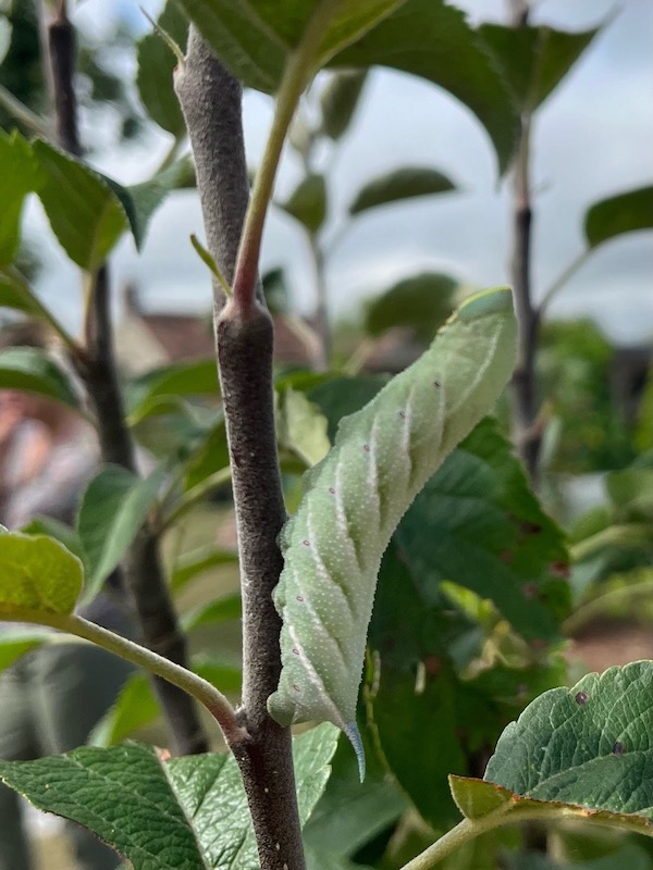Spotted by a course attendee, Eyed hawk moth caterpillar on one of my apple trees