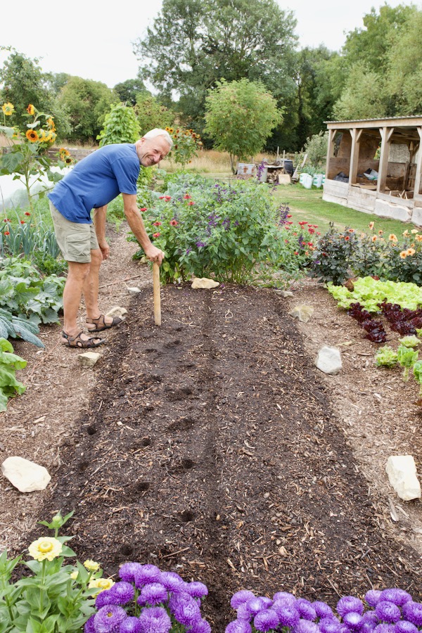 I'm dibbing holes for transplanting brassicas in late summer after clearing squash plants