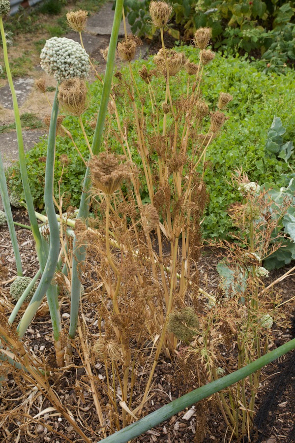 Carrots seeding in the second year, ready to harvest. This is after I planted eight of my best carrots from the sack they were stored in, back in March