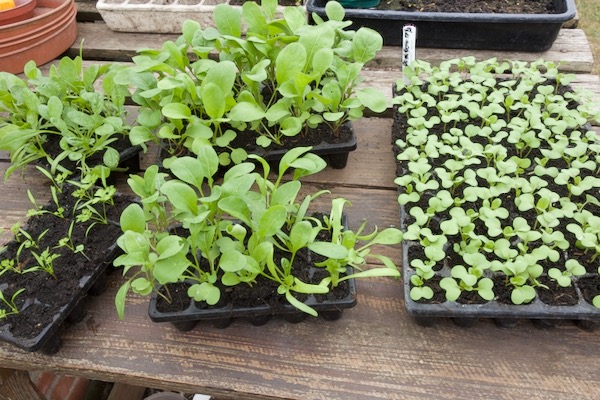 Plant raising options with CD15 and CD60 trays, chervil spinach salad rocket and pak choi, all good to transplant now