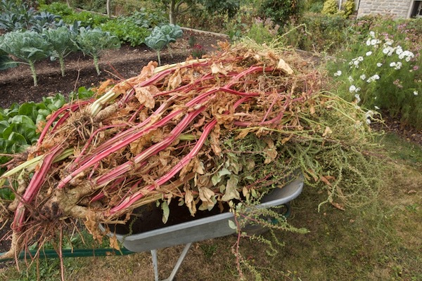We barrowed the plants up to my shed and placed them on a sheet on the wooden floor, then walked on them to separate the seed which was the driest and that is quite enough for what I need
