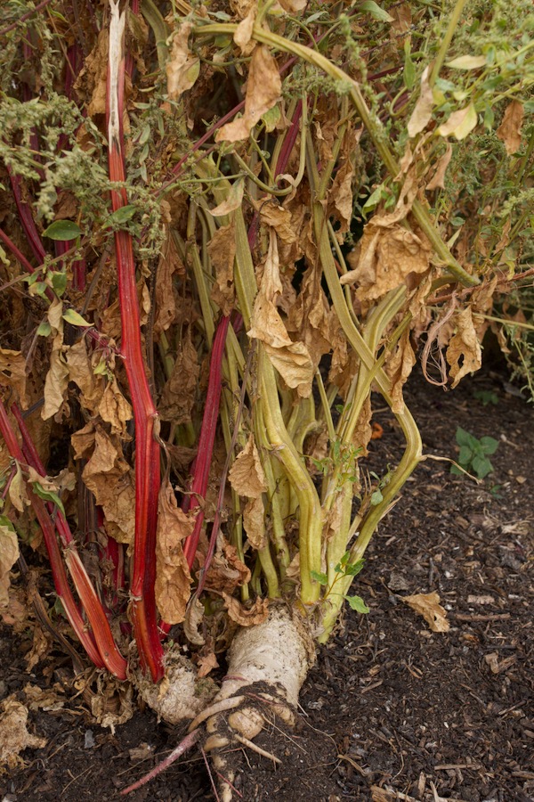 Fantastic swollen beet-roots on chard in it's second summer, with 2m / 6ft stems bearing a lot of seed