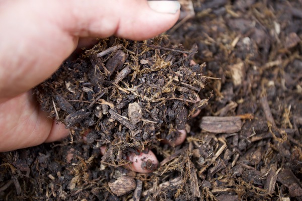Compost from one of my pallet bays which is just 3.5 months old, and turned once. It's usable at this stage if you need it, but it will decompose further and I recommend spreading compost at 6 to 12 months old.