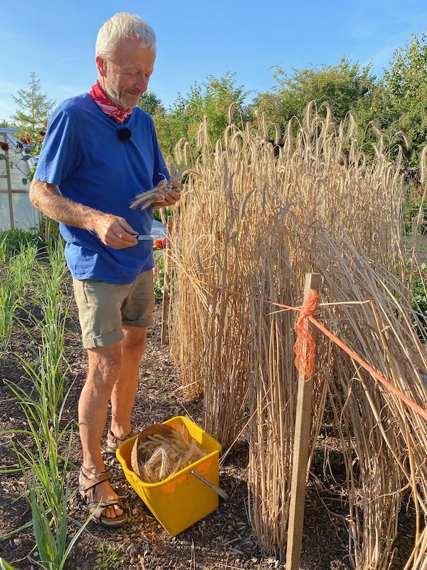First stage of my harvest was to cut each ear on a lovely dry evening in early August. This is 31 multisown transplants and 60 seeds is all I sowed.
