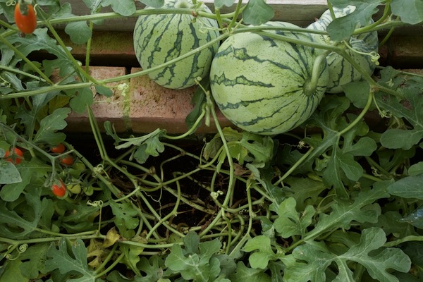 Watermelons need more heat and take longer to ripen than melons. This is Early Moonbeam in the greenhouse, which is warmer than the poly tunnel and one plant has grown nine fruits with the first ones ripening now