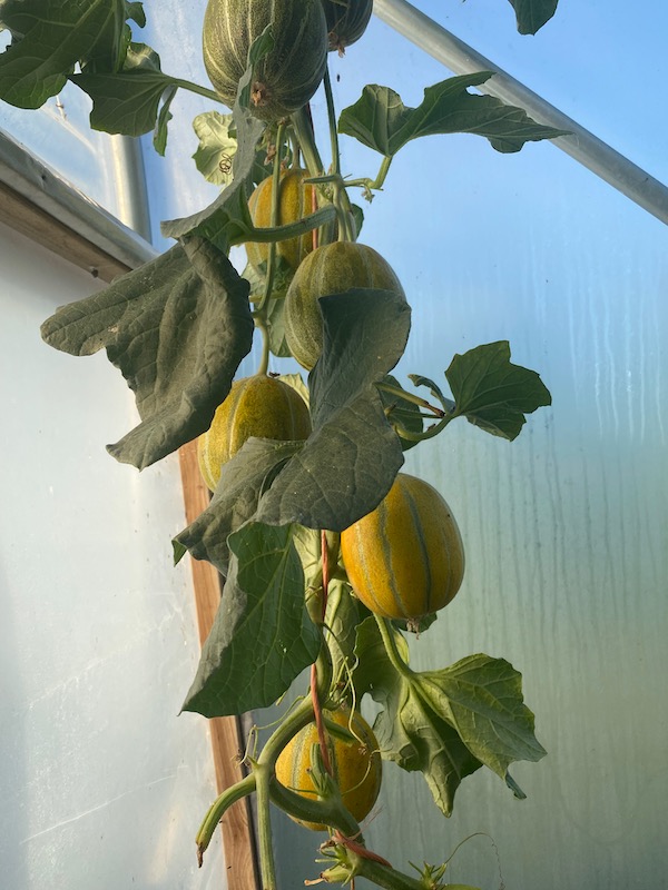 No mildew on this Ogen melon plant, which has given 10 beautiful melons, and the last one is ripening just now