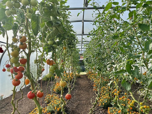 At the other end are tomatoes, on the left is Matina for cooking tomatoes with beef tomato plants behind, and right are Sungold F1 cherry tomatoes
