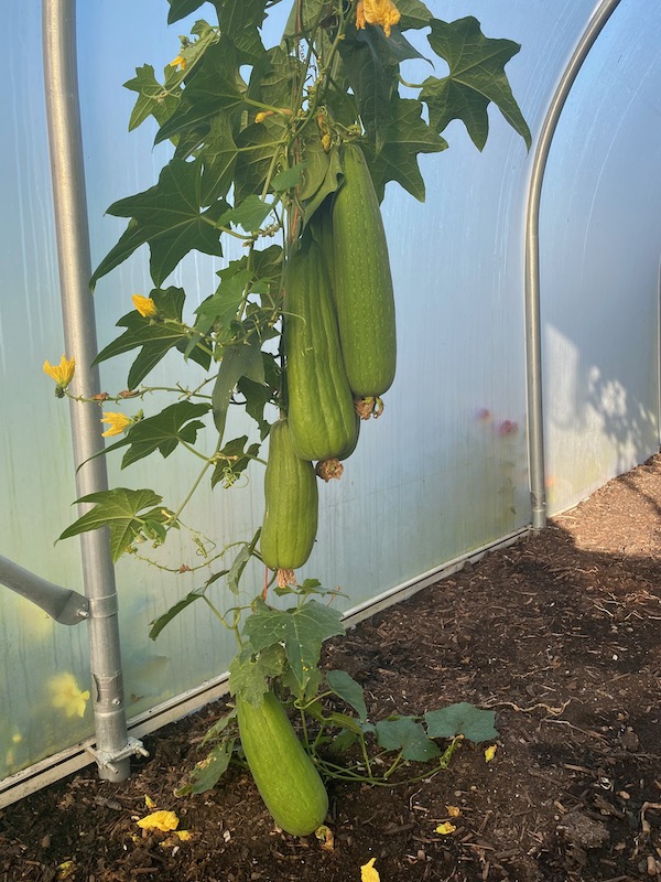 Polytunnel loofah plant has responded to the August heat and has no red spider mite, unlike the greenhouse plant which I removed