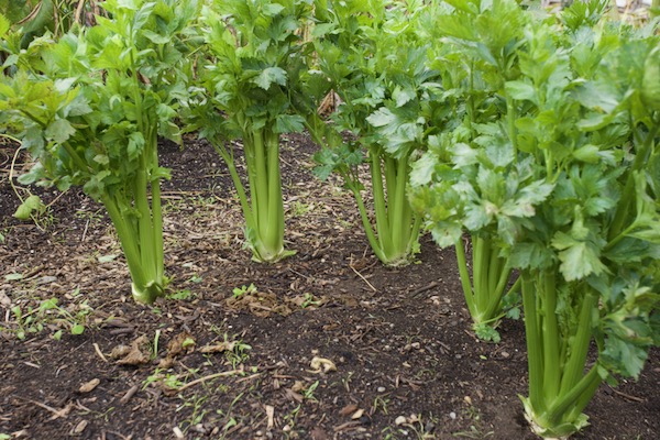 Celery Victoria, after removing damaged outer leaves with Septoria 'late blight'