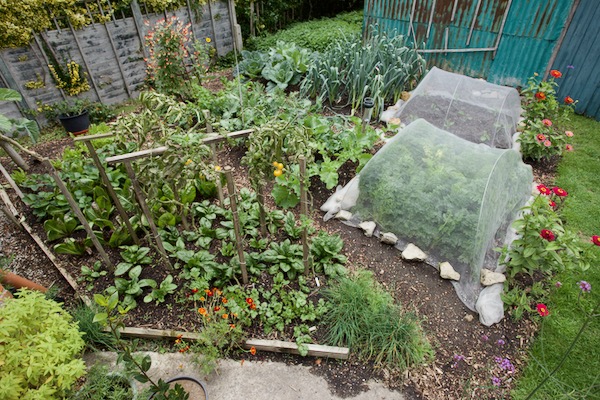 The small garden in late September, carrots and spring cauliflower under mesh covers
