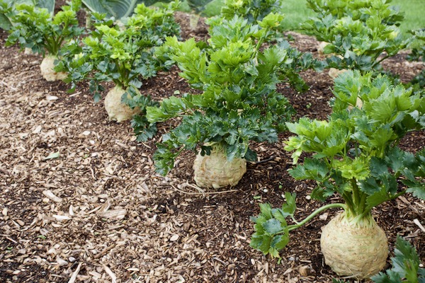 Celeriac Mars sown and transplanted at the same dates as in other photo, but given some water in July and through August